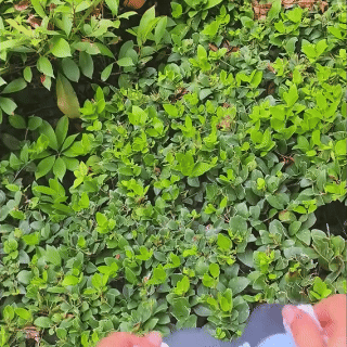 PatellaPro™ Knee Strap